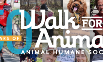 Giving Back – Animal Humane Society Walk for Animal